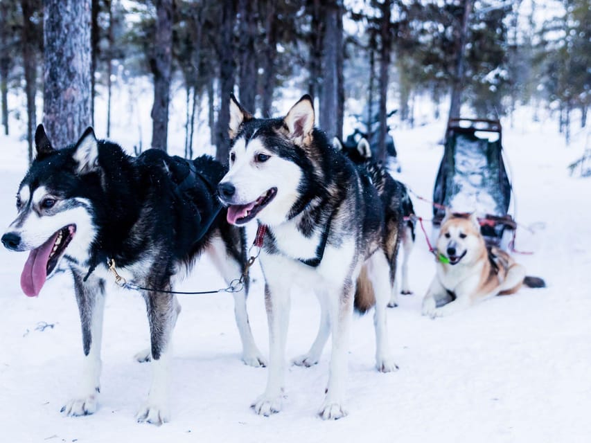 4hr Dog Sledding Trip on Finnmarksvidda - Key highlights to look forward to