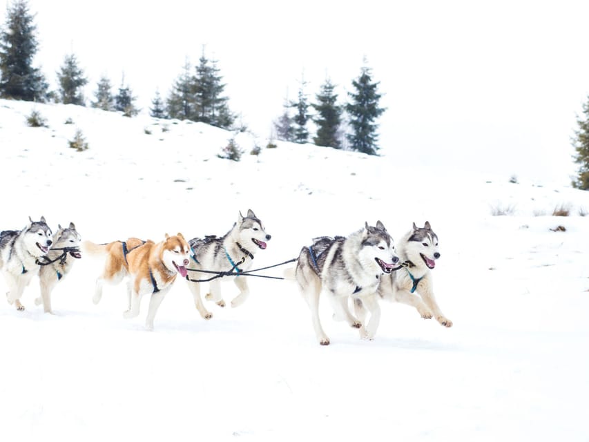 4hr Dog Sledding Trip on Finnmarksvidda - Should you book this Finnmarksvidda dog sledding trip?
