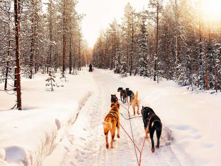 4hr Dog Sledding Trip on Finnmarksvidda - From Alta to Gargia, you get the cozy start