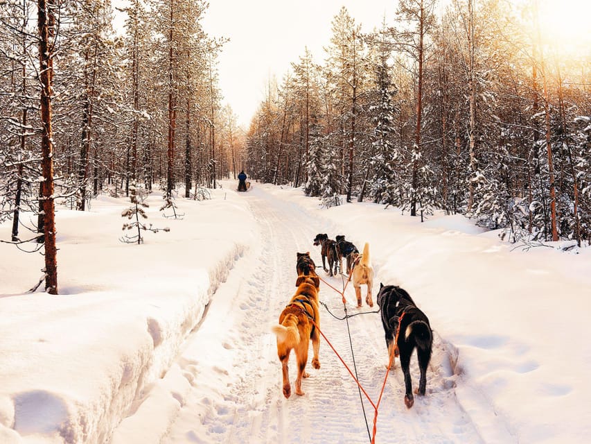 4hr Dog Sledding Trip on Finnmarksvidda - The pine forest run, then out onto Finnmarksvidda