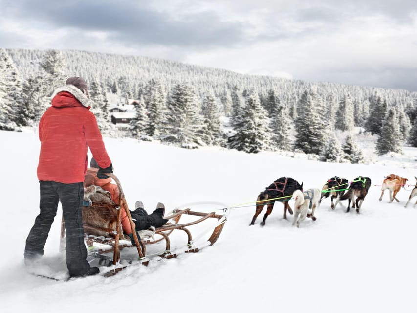 4hr Dog Sledding Trip on Finnmarksvidda - Small group energy, with real help when you need it