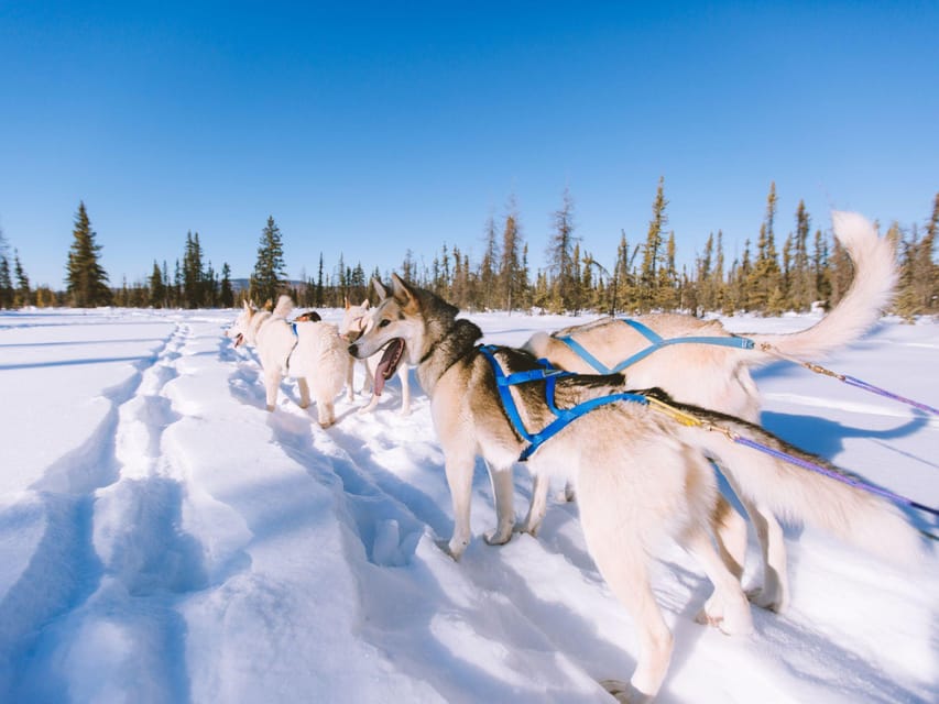 4hr Dog Sledding Trip on Finnmarksvidda - Who this dog sledding trip suits best