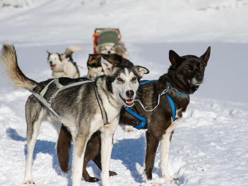 4hr Dog Sledding Trip on Finnmarksvidda - Practical tips so you’re comfortable (and not just cold)
