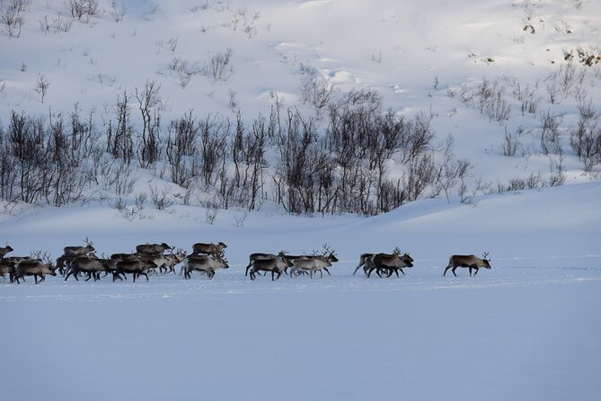 All-Inclusive Arctic Fjords and Sommarøy Scenic Tour - Weather reality in northern Norway