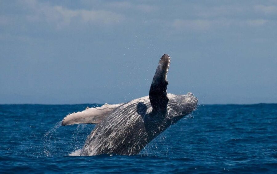 Alta: Alta Fjord Whale Watching Tour - Key Things You’ll Notice on This Alta Fjord Whale Watch