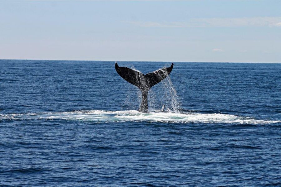 Alta: Alta Fjord Whale Watching Tour - Why Alta Fjord Winter Makes Sense for Whale Watching (Even If It’s Cold)