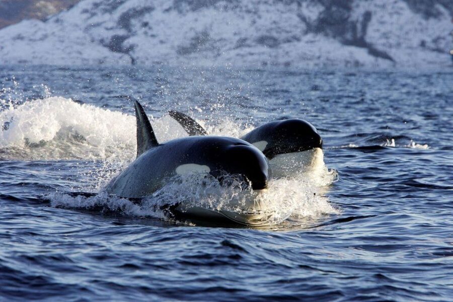 Alta: Alta Fjord Whale Watching Tour - The 3.5-Hour Alta Fjord Cruise: How the Wildlife Watching Really Works