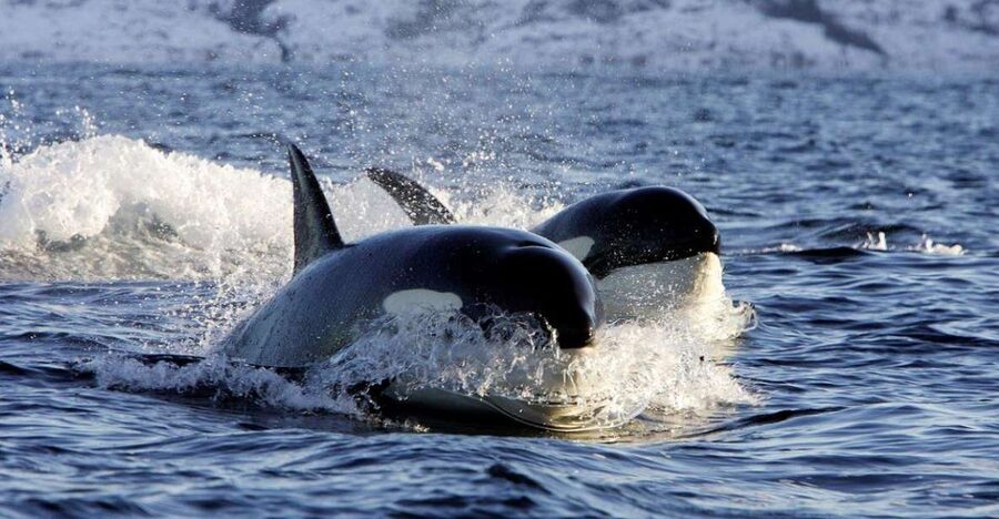 Alta: Alta Fjord Whale Watching Tour - FAQ