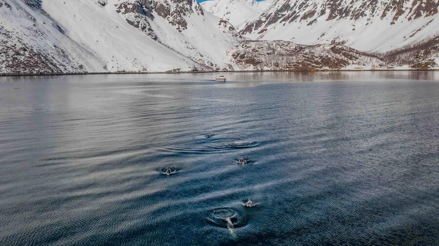 Alta: Altafjord Whale Watching in a Heated Boat - Why this Altafjord whale safari feels like a smart Arctic day