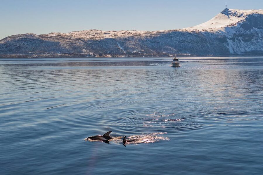 Alta: Altafjord Whale Watching in a Heated Boat - The fjord in winter: why this season can be productive