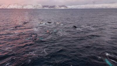 Altafjord Whale Watching in a Heated Boat