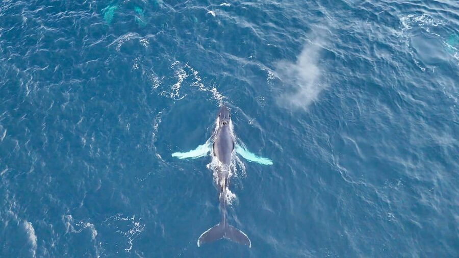 Alta: Altafjord Whale Watching in a Heated Boat - Who this Altafjord tour is best for, and who should reconsider