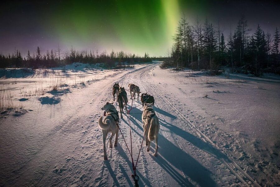 Alta: Dog Sledding Trip under the Northern Lights - Training that gets you controlling the sled, not just riding