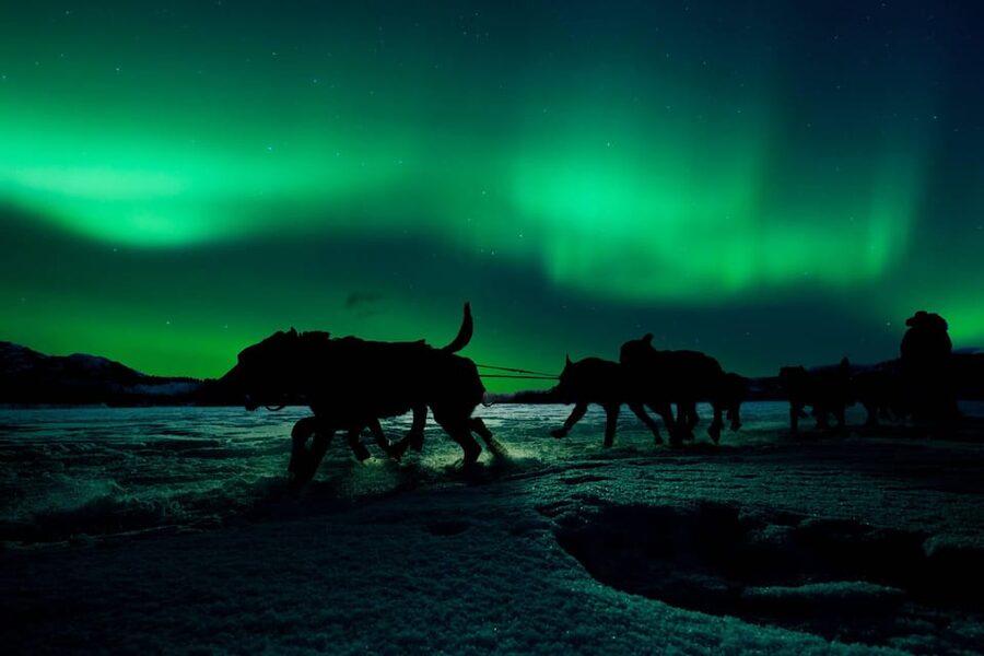 Alta: Dog Sledding Trip under the Northern Lights - Pine forest to Finnmarksvidda plateau: the ride highlights