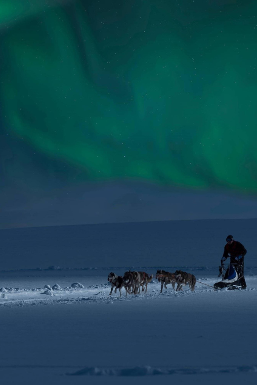 Alta: Dog Sledding Trip under the Northern Lights - Who should book, and who should skip this husky ride