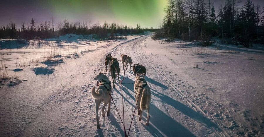 Alta: Dog Sledding Trip under the Northern Lights - The 4-hour flow: what happens from pickup to warm-up