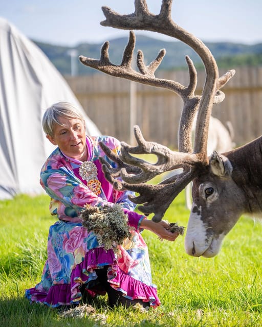 Alta: Reindeer - A carrier of Sámi Culture - Why Alta Reindeer Feeding Works Better Than a Typical Animal Show