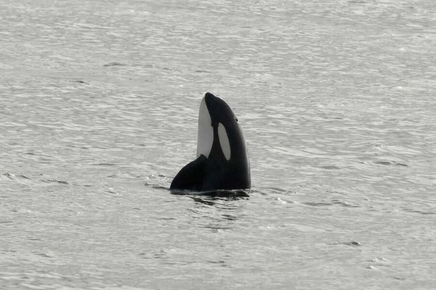 Andenes: Responsible Whale Watching with Classic Catamaran - Key Points at a Glance