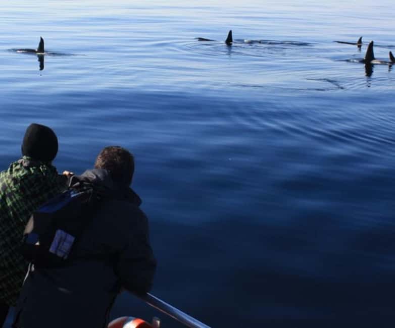 Andenes: Responsible Whale Watching with Classic Catamaran - Why Andenes Whale Watching From a Classic Catamaran Feels Different