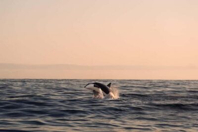 Andenes: Responsible Whale Watching with Classic Catamaran