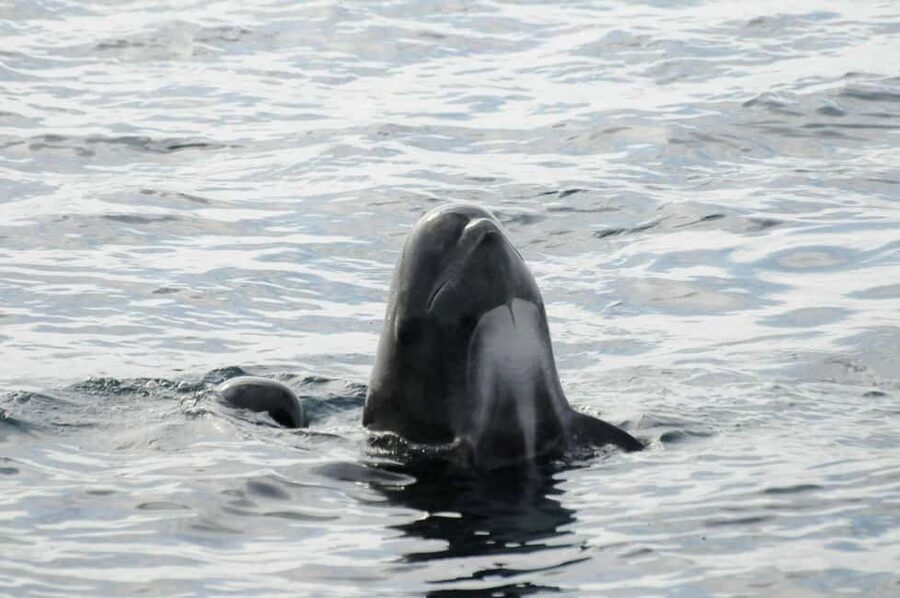 Andenes: Responsible Whale Watching with Classic Catamaran - What You’re Really Looking For: Sperm Whales, Orcas, and Arctic Birds