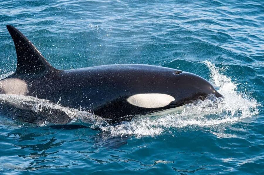 Andenes: Responsible Whale Watching with Classic Catamaran - Whale Pass Rebooking: A Practical Safety Net