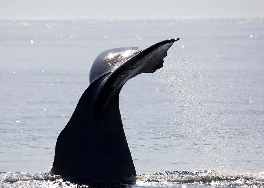 Andenes: Responsible Whale Watching with Classic Catamaran - Price and Value at $183: What You Pay For, and What You Don’t