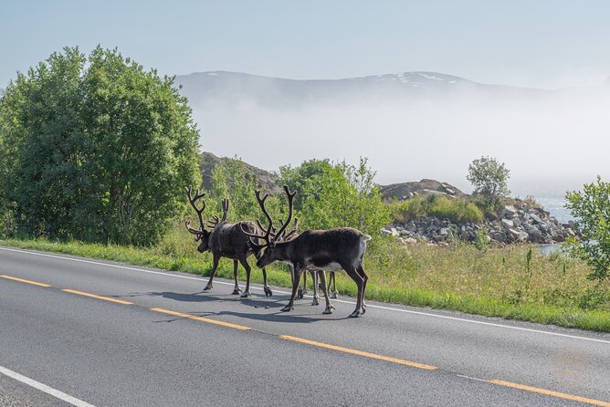 Arctic Fjord Roadtrip with Scenic Picnic from Tromso - Your Guide and Driver Pair: When Local Stories Add Color