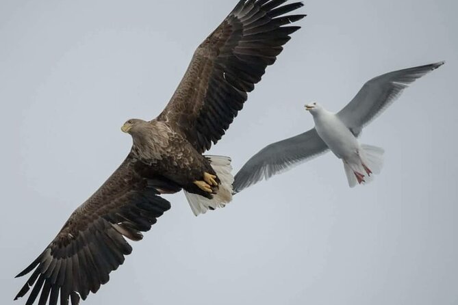 Arctic Fjordcruise & Safari in Tromso with Luxury Catamaran - Stop Rya: strong currents that bring sea birds and dolphins