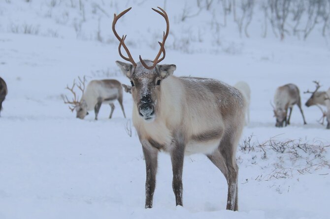 Arctic Fjords and Reindeer Experience – Small group tour - Why the Fjords and Reindeer Fit Together So Well in Tromsø