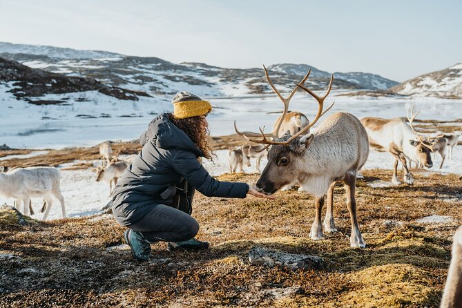 Arctic Fjords and Reindeer Experience – Small group tour - Price and value: what you get for about $291.53
