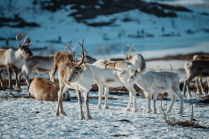 Arctic Fjords and Reindeer Experience – Small group tour - What to pack for Arctic fjords weather and reindeer time