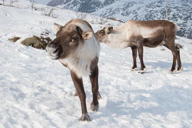 Arctic Fjords Road Trip - Getting from Tromsø, fast and low-stress