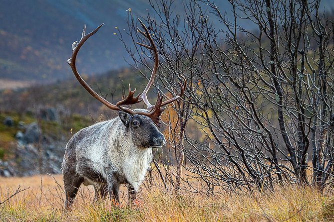 Arctic Nature Tour from Tromsø by minibus - Kvaløya fjords and frozen-water views: what you’ll actually see