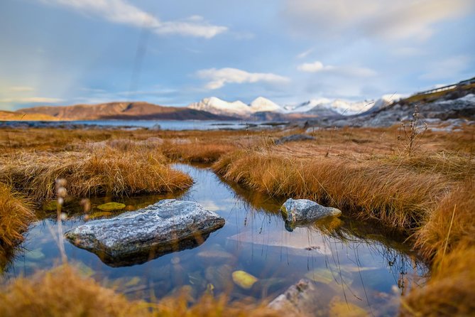 Arctic Nature Tour from Tromsø by minibus - Hot chocolate, pastries, and how they handle food needs