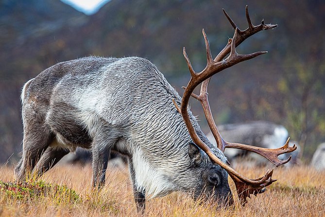 Arctic Nature Tour from Tromsø by minibus - Guide energy, Sami stories, and what makes the drive feel personal