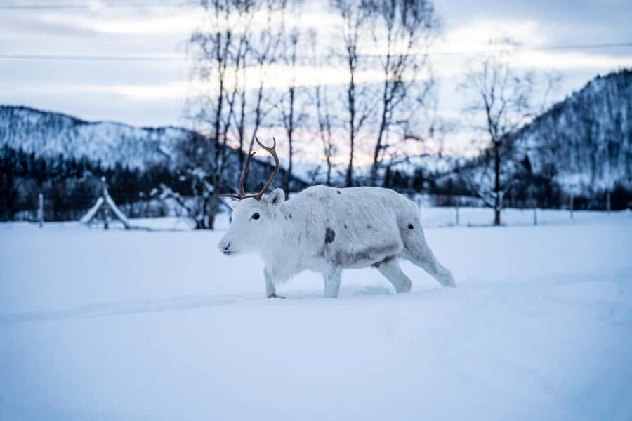 Balsfjord: Reindeer Sledding, Feeding & Sámi Culture - From Tromsø to Balsfjord: the 80-minute drive that sets the tone