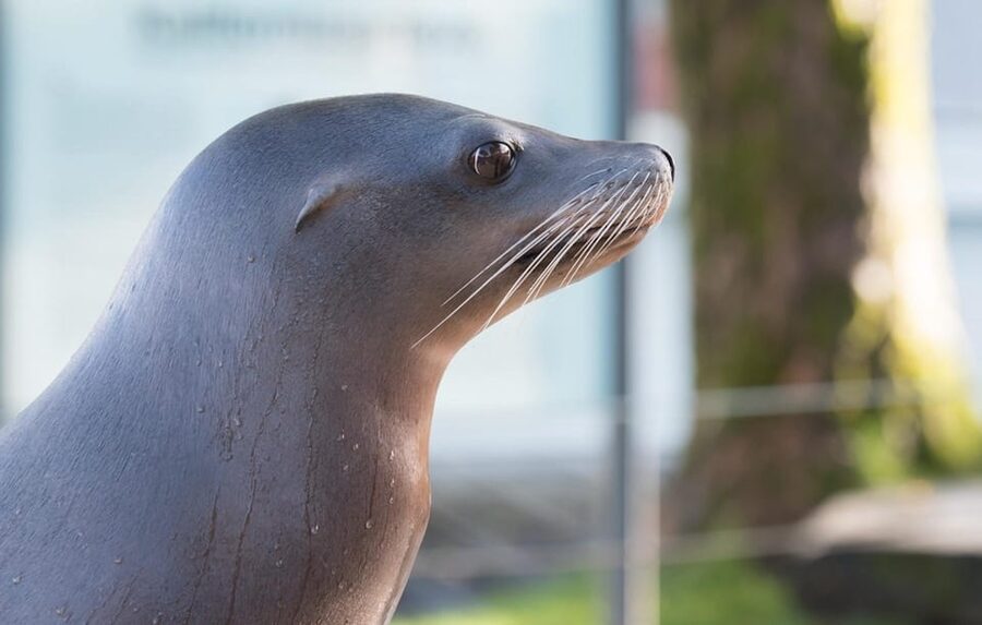 Bergen: Bergen Aquarium Entry Ticket - Bergen Aquarium: a rainy-day gateway to Norway’s coastal creatures