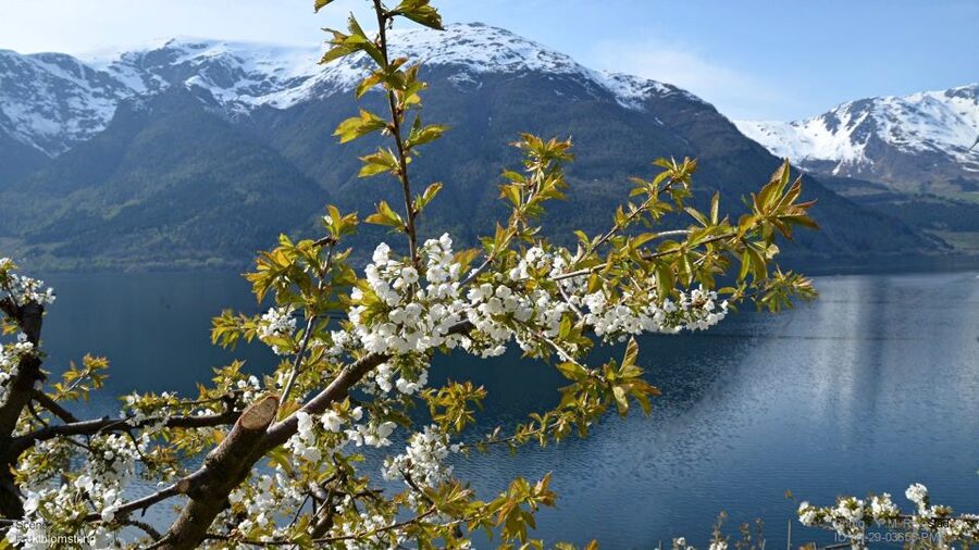 Bergen: Hardangerfjord, Voss Gondola & 3 Great Waterfalls - Getting your photos without stressing: timing, platforms, and the guide’s help