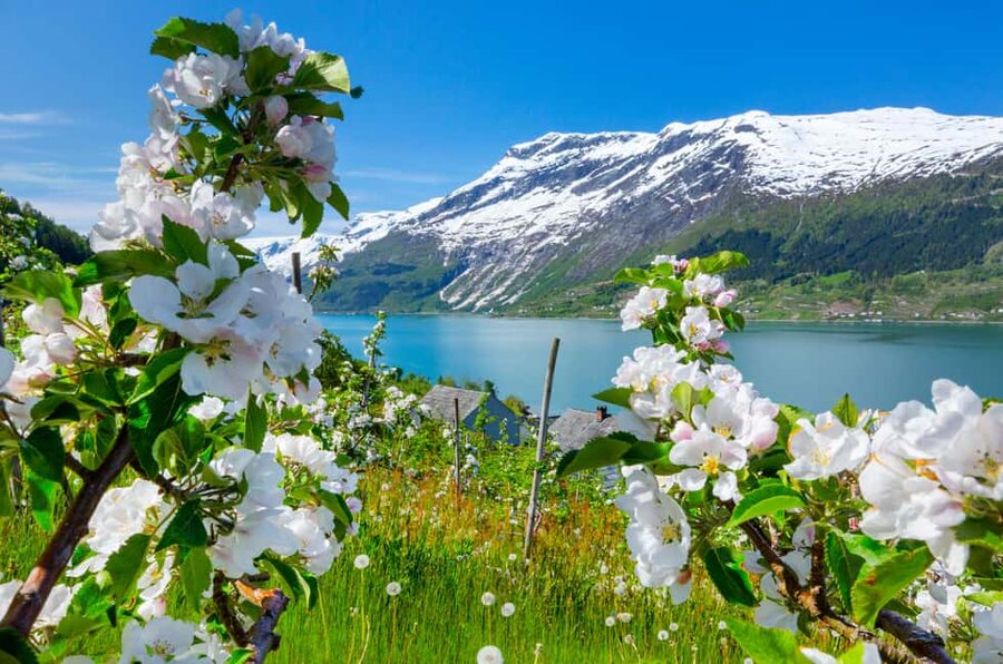 Bergen: Hardangerfjord & Waterfalls Bus Tour with Apple Pie - Stone Age carvings, Salthammeren, and why you should care