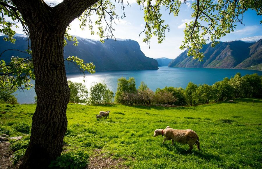 Bergen: Viking Village, Nærøyfjord Cruise & Flåm Railway - Who should book this Bergen Vikings, fjords, Flåm Railway day