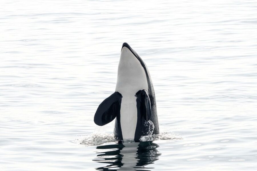 Bleik: Whale Watching by Speedboat with Puffins and Muffins - Key things to know before you go