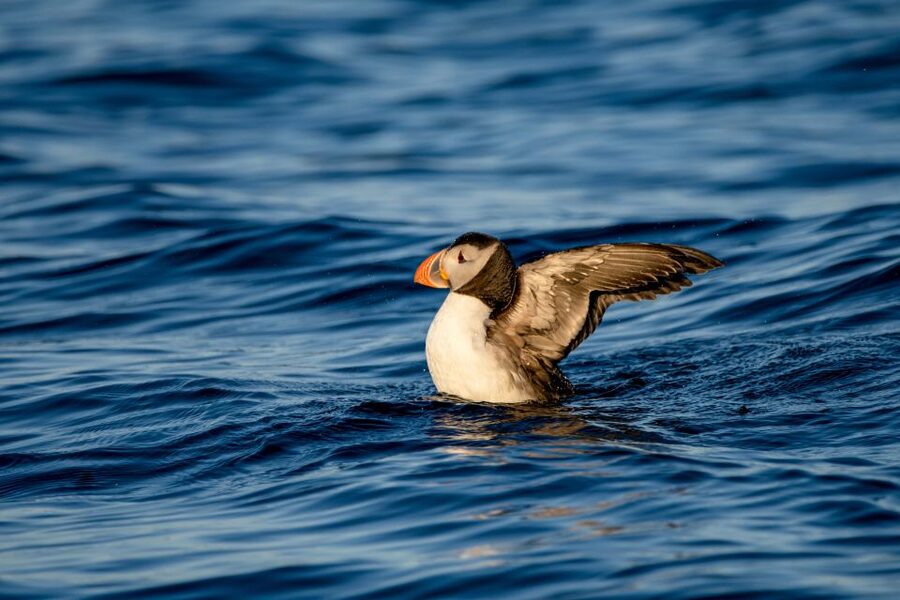 Bleik: Whale Watching by Speedboat with Puffins and Muffins - FAQ