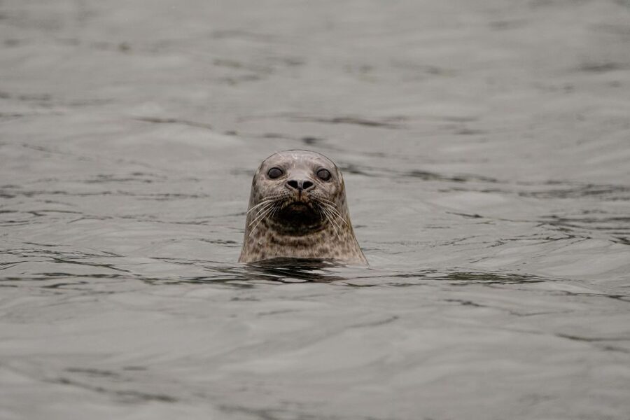 Bleik: Whale Watching by Speedboat with Puffins and Muffins - Bleik Canyon and the midnight sun: what this RIB hunt is really like