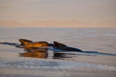 Bleik: Whale Watching by Speedboat with Puffins and Muffins