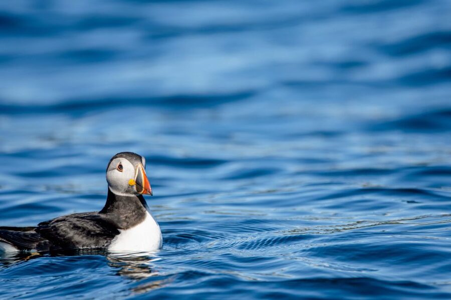 Bleik: Whale Watching by Speedboat with Puffins and Muffins - The whales you might see, plus the birds you should plan for