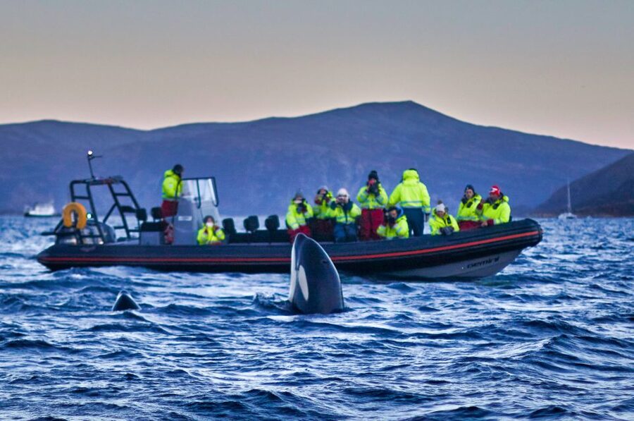 Bleik: Whale Watching by Speedboat with Puffins and Muffins - Price and value: is $199 per person fair for Bleik?
