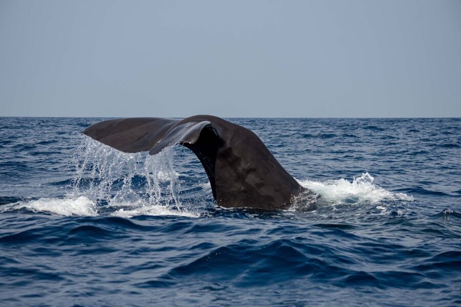 Bleik: Whale Watching by Speedboat with Puffins and Muffins - Who should book, and who should skip a speedboat day