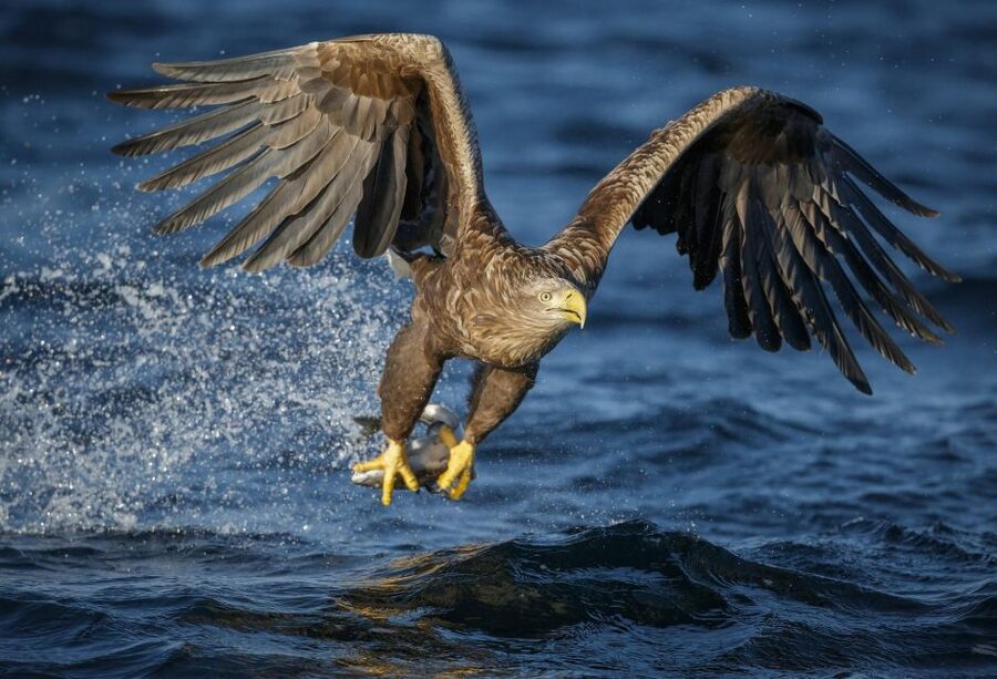 Bodø: Saltstraumen Sea Eagle Trip by RIB - Wildlife viewing at a viewpoint, spotting chances without rushing