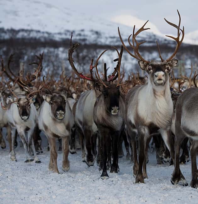 Bodø: Sami Experience in Bodø - Where this Bodø Sami experience really shines
